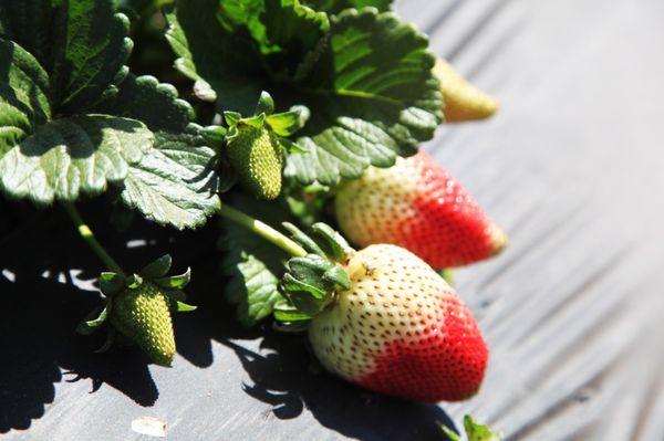 Stehly Farms Organics U pick strawberry