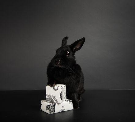 All of Formulary 55's products are vegan and certified cruelty free by Leaping Bunny.