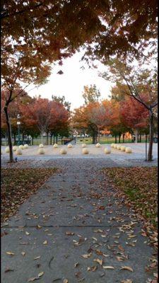 The trees at Weber point make the most beautiful fall foliage during fall time.