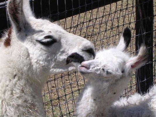 Hacienda O'Holland Animal Care Foundation