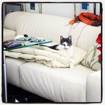 Alexander (cat) is enjoying the Contemporary Collection TUSCANY SOFA @ PERLORA LEATHER
PHOTO BY: Jenna Artography