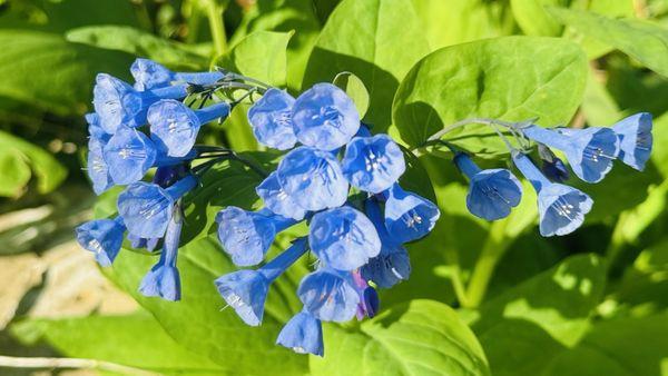 Bluebells blooming