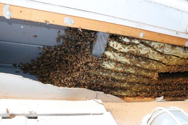 Central Coast Bees