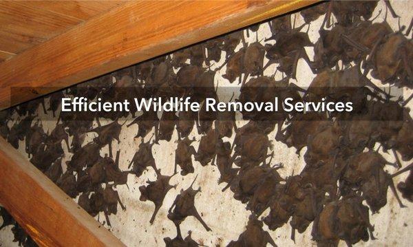 Precision Wildlife Removal Services