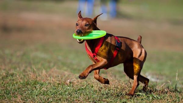 South Paw Doggie Daycare & Training Center