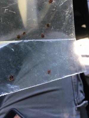 Ticks caught in a plastic bag