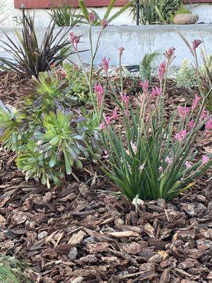 Kangaroo paw plant