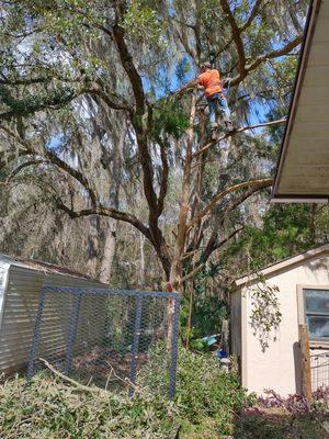 Taking down tree