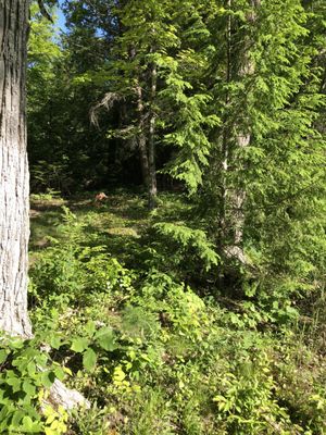 Maine woods in the summer on MFY property.