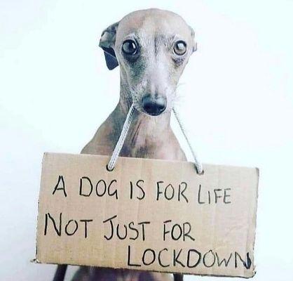 A dog is for LIFE. Not just lockdown!!