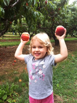 Priceless peach-picking