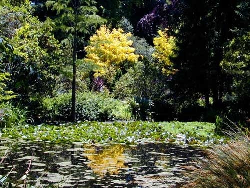 pond at Western Hills