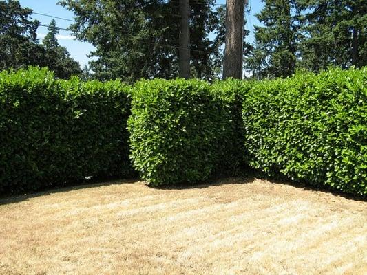 Shrub and hedge trimming service.