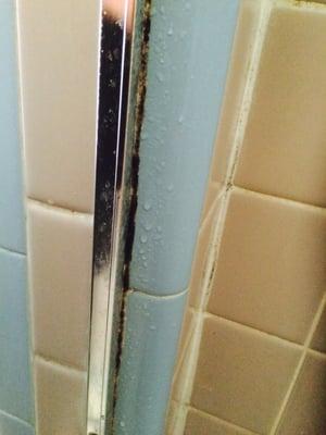 Mold in shower