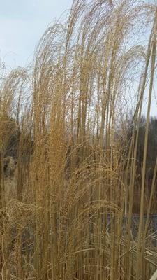 Cool, wild wheat grass my description.