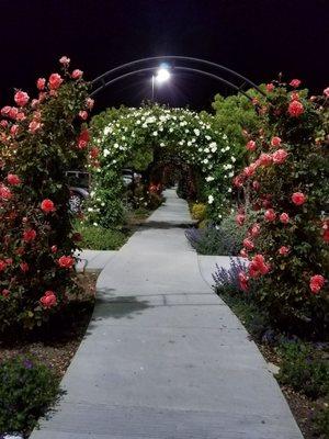 Walked out of Target and saw this pretty walkway in the middle of the center's parking lot.