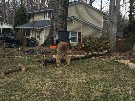 Roped down limbs for safest removal possible.