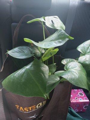 New babies. Monstera and rubber tree plants!