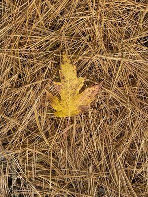 Nature's art-  pine needles covering the ground as a coordinating leaf landed on top.