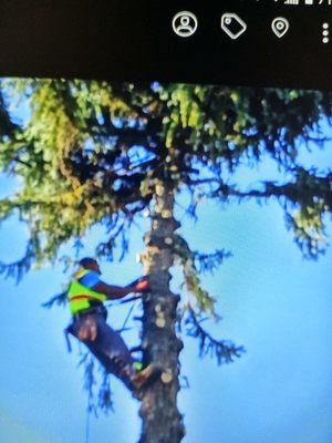 Cutting down a Line tree using using spikes gear and chainsaw.