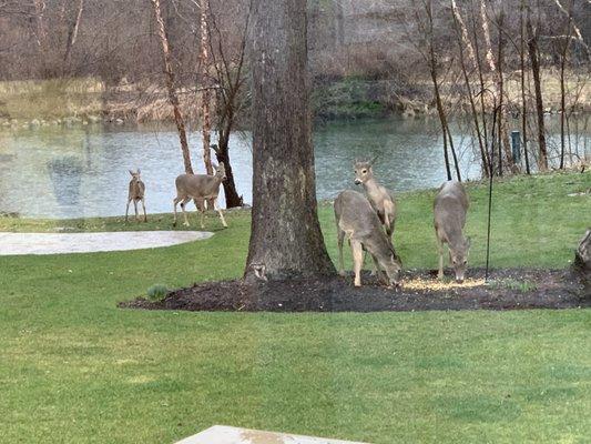 Deer grazing in our John Hall Custom home, backyard