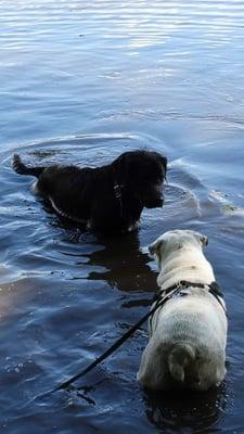 COSTELLO went to Glenmere  met a girl lab to swim with