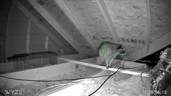 Raccoon sneaking in an attic