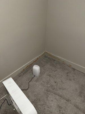 Mold and water damage