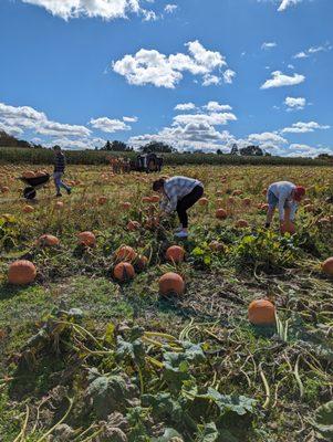 Pick Your Own pumpkin patch is open every Saturday & Sunday in October