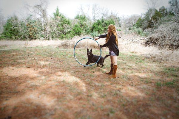 Jojo the German Shepherd is ready to jump through hoops