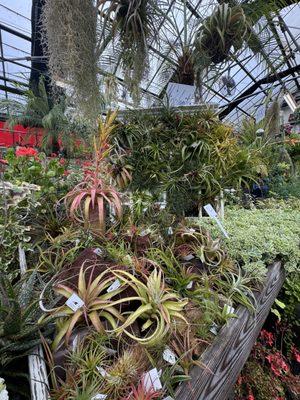 airplants