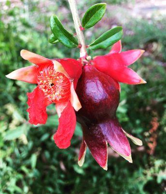 Pomegranate as the symbol of blooming Armenia.