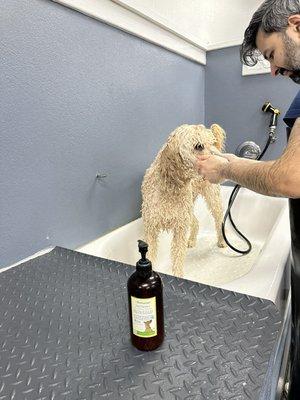 Self dog washing station