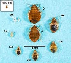 Pictures of bed bugs.