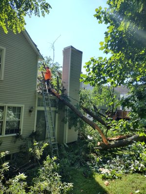 Little Oaks Tree Service