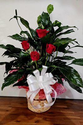 Beautiful peace lily paired with red roses