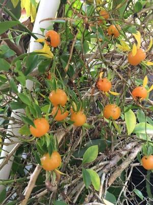 Barbados Gooseberry fresh fruit.