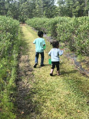 Rows and rows of blueberries to pick!