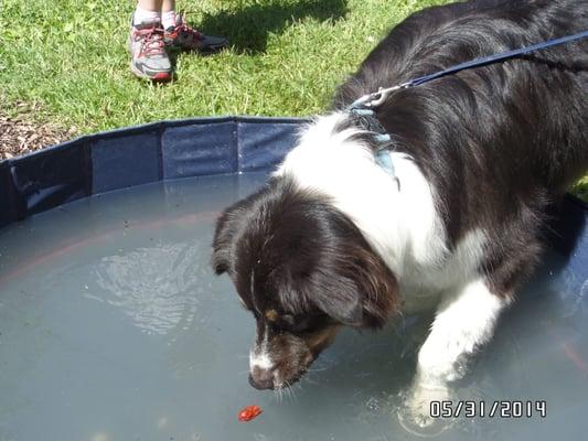 Bobbing for Plato Sausages at SFD PetFest 2014