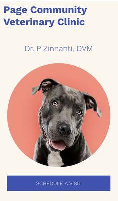 A pitbull dog when this doc doesn't even accept them.