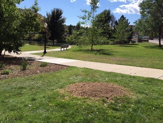 A finished stump in Golden Colorado.