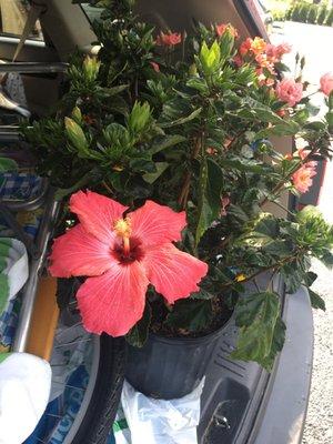 Coral hibiscus $15.99 - - cheaper than Home Depot or Lowe's