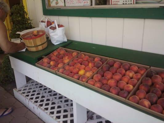 The Peach tree in Wawona