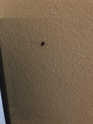 Roach on the wall