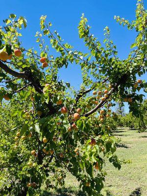 Tree FILLED w/ SWEET APRICOTS!