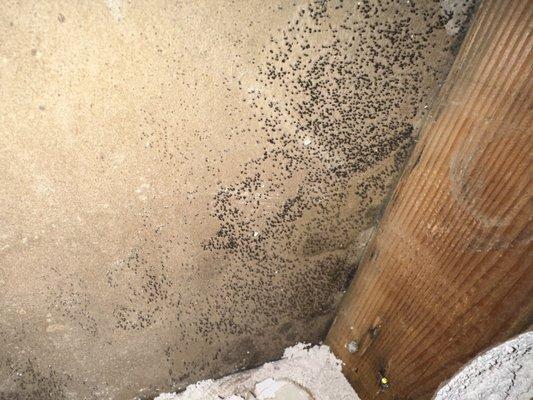 Mold that was inside the wall from the HVAC leaking due to Airbest install errors