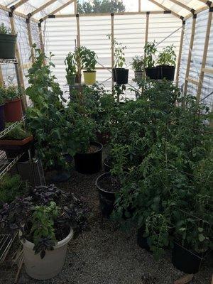 OUR GREENHOUSE