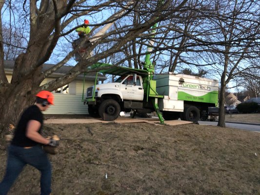 Tree Trimming for Roof Clearance