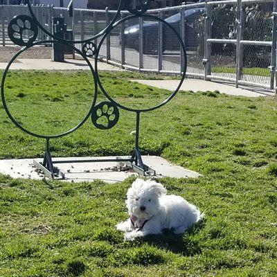 Spacious park with dog "obstacles" to play on and around