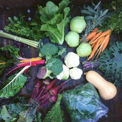 Veggies going strong in the winter! Post-season CSA share from Dec. 8 2016.